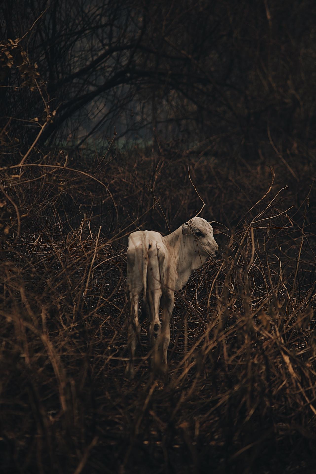 Gado caminha em área atingida pelas queimadas no Pantanal - Rafael Visentainer/Arquivo Pessoal