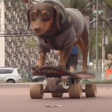 Totó, o cachorro skatista de Belo Horizonte (MG) - Reprodução/Jornal da Alterosa/Youtube