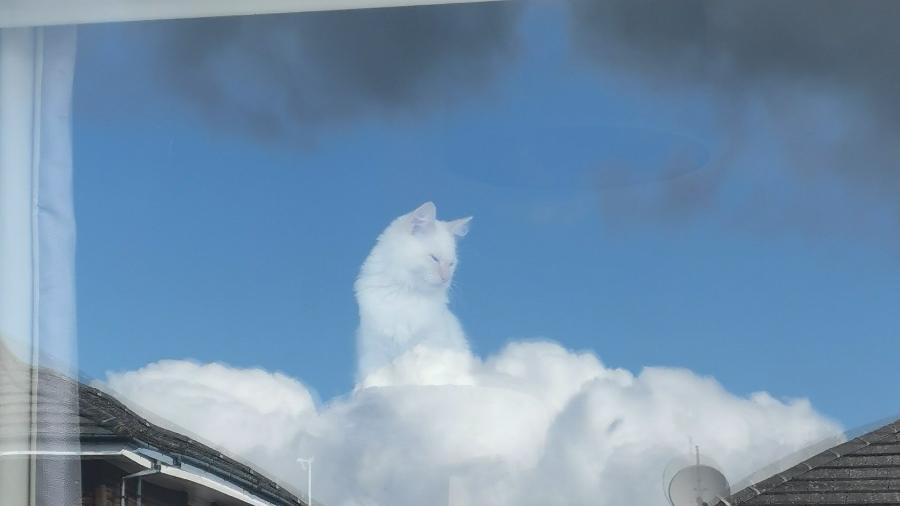 Pode parecer que sim, mas gato e nuvem não são uma coisa só nesta imagem - @cloudcat28/Twitter