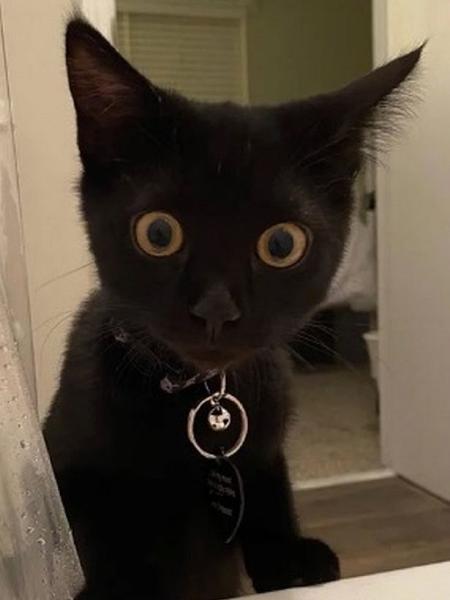 A gatinha Atum teve uma reação curiosa ao ver seu dono tomando banho - Reprodução/Reddit/tacos_fall_apart