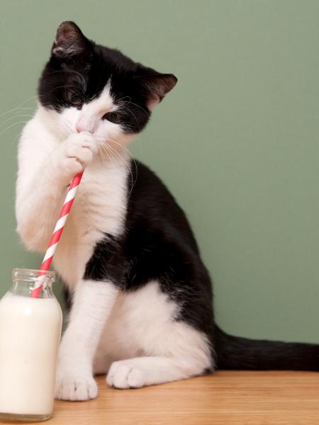Adulto ou filhote, descubra por que seu gato não pode beber leite - Reprodução/GettyImages