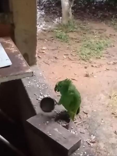 Papagaio toca e canta "atirei o pau no gato" - Reprodução/Facebook