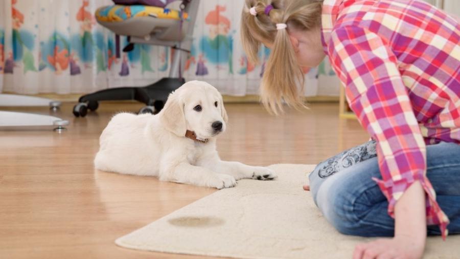 Alguns produtos podem ajudar a evitar que seu cachorro "batize" a casa toda com o xixi dele - iStock / Getty Images Plus
