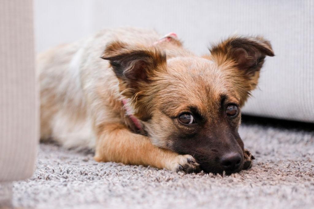 36++ Como Fazer O Cachorro Fazer As Necessidades No Tapete Higiênico
Ideas in 2022