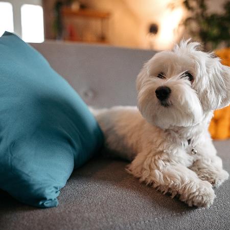 É possível ter cachorro morando em apartamento? Veja algumas dicas - Reprodução/gettyImages