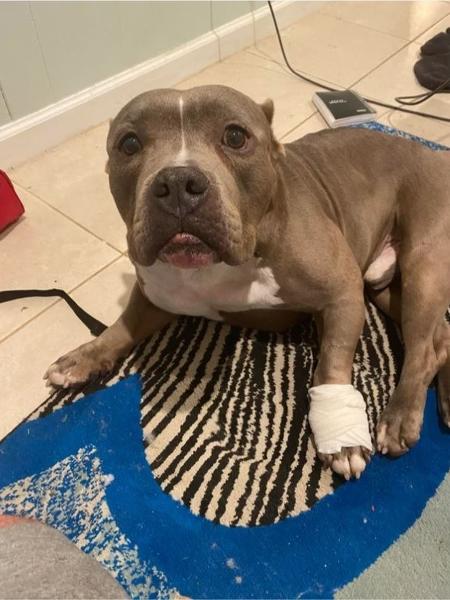 Ham, o cãozinho que salvou a vida do dono, acabou com uma patinha ferida - Reprodução/reddit