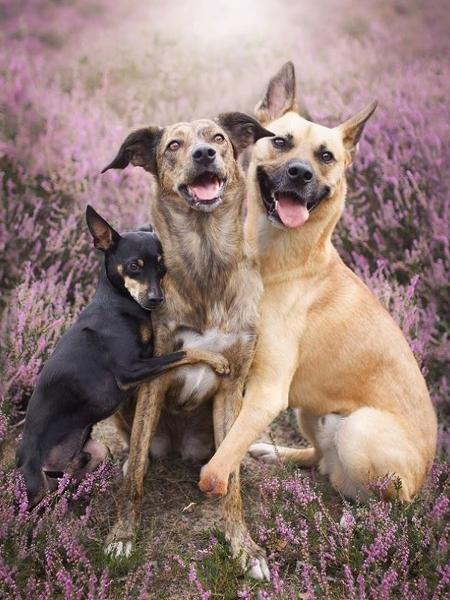 Esse é o trio de cachorros mais fotogênico que você verá hoje - Reprodução/Instagram
