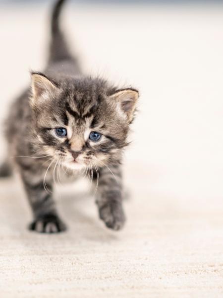 Como ensinar gato filhote a usar caixa de areia