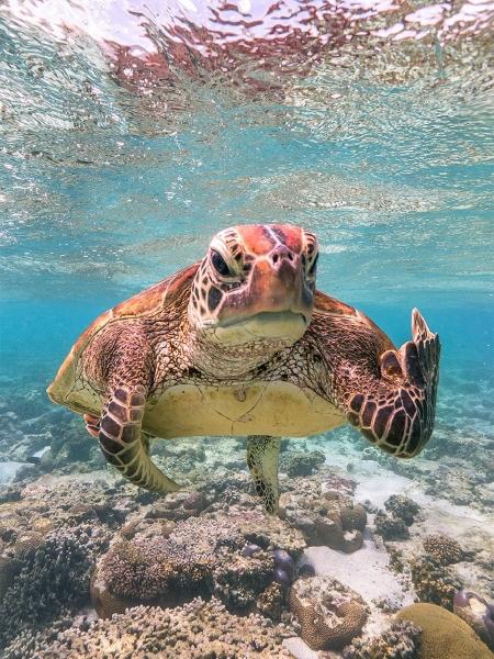 A foto da tartaruga apelidada de Terry foi a vencedora do Prêmio de Comédia da Vida Selvagem 2020 - comedywildlifephoto