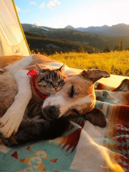 Cachorro e gato foram adotados por um casal aventureiro - Reprodução/Instagram