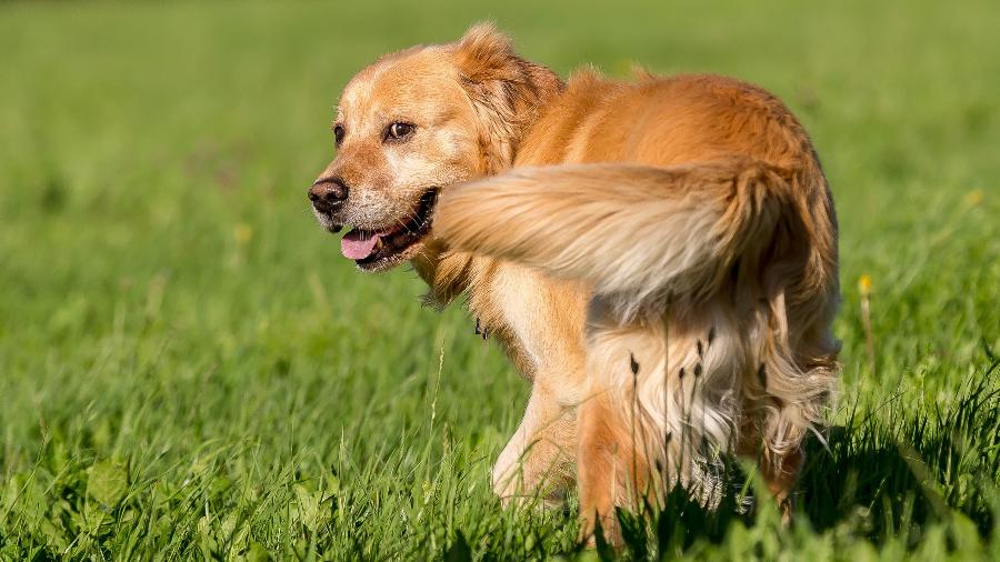 Golden retriever: Saiba tudo sobre o cão no Guia de Raças - Reprodução/GettyImages