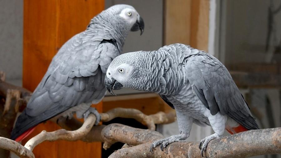 Agora os papagaios-cinzentos serão colocados em espaços distantes para evitar a reprodução das falas problemáticas - Bernd Settnik/picture alliance via Getty Images