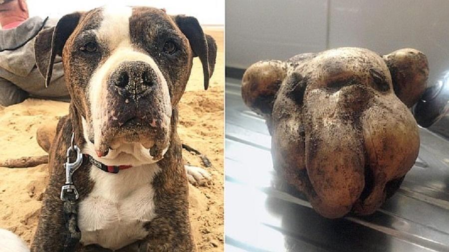 Uma mulher desenterrou uma batata no quintal de casa que é a cara do seu cachorro de 13 anos, na Inglaterra - Reprodução/Redes Sociais