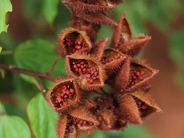 Pesquisadores criam técnica para acabar com mau hálito usando urucum