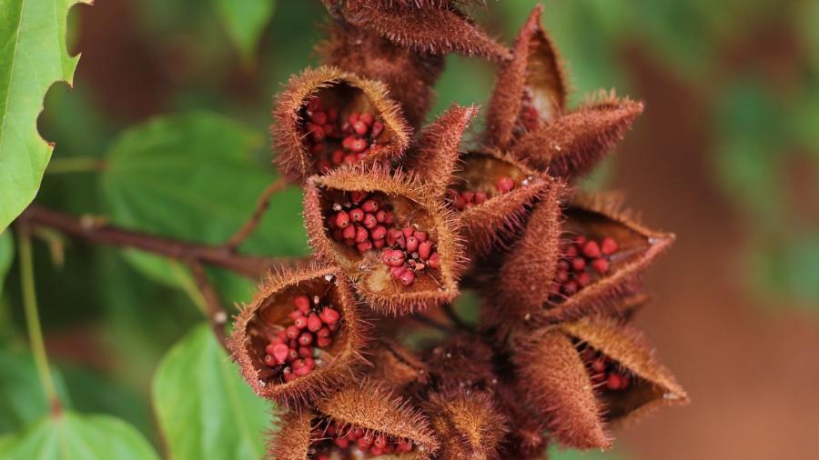 Urucum