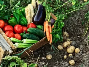 Como o Brasil, um campeão da produção agrícola, pode ter comida tão cara?