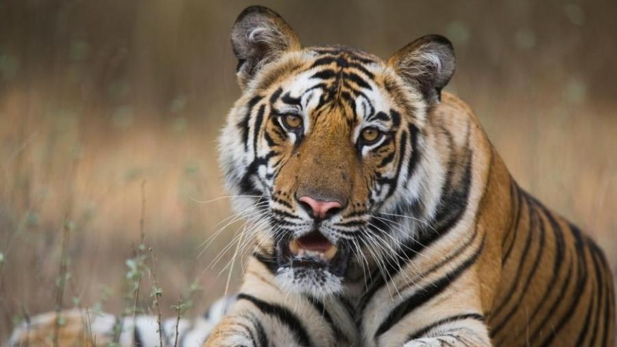 População de tigres quase dobrou no Nepal - Divulgação/WWF