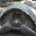 Divulgação/Parque Nacional das Galápagos