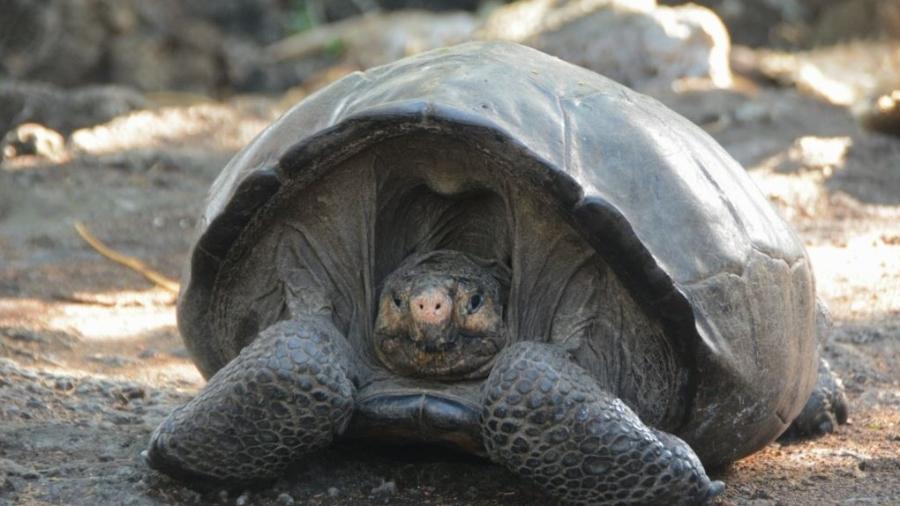 Espécime da tartaruga-das-galápagos da Ilha Ferdinanda encontrado no Equador - Divulgação/Parque Nacional das Galápagos