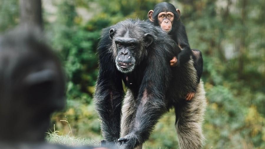 Chimpanzés no habitat providenciado pela Chimp Haven - Divulgação/Chimp Haven