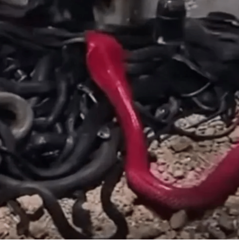 Vídeo que mostra impressionante contraste de cobra azul venenosa se torna  viral nas redes sociais – Metro World News Brasil