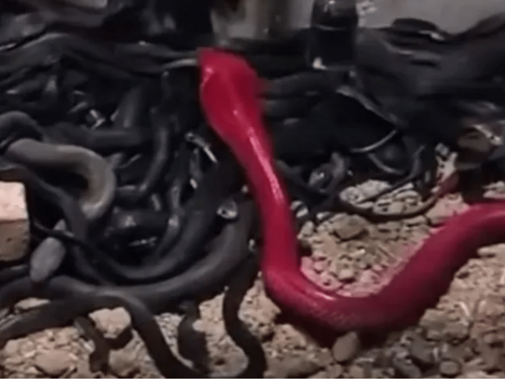 Conheça 10 curiosidades sobre a cobra-rei, a maior serpente peçonhenta do  mundo