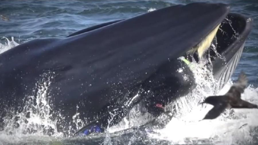 Rainer Schimpf ficou preso na boca de uma baleia - Reprodução/YouTube/NBCNews