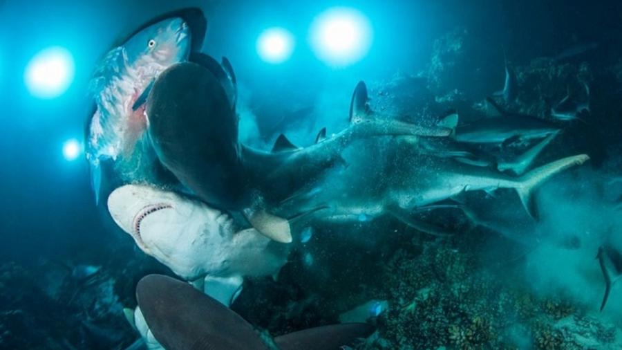Richard Barnden registra ataque de tubarões na Polinésia Francesa - Reprodução / Underwater&nbsp;Photographer of The Year