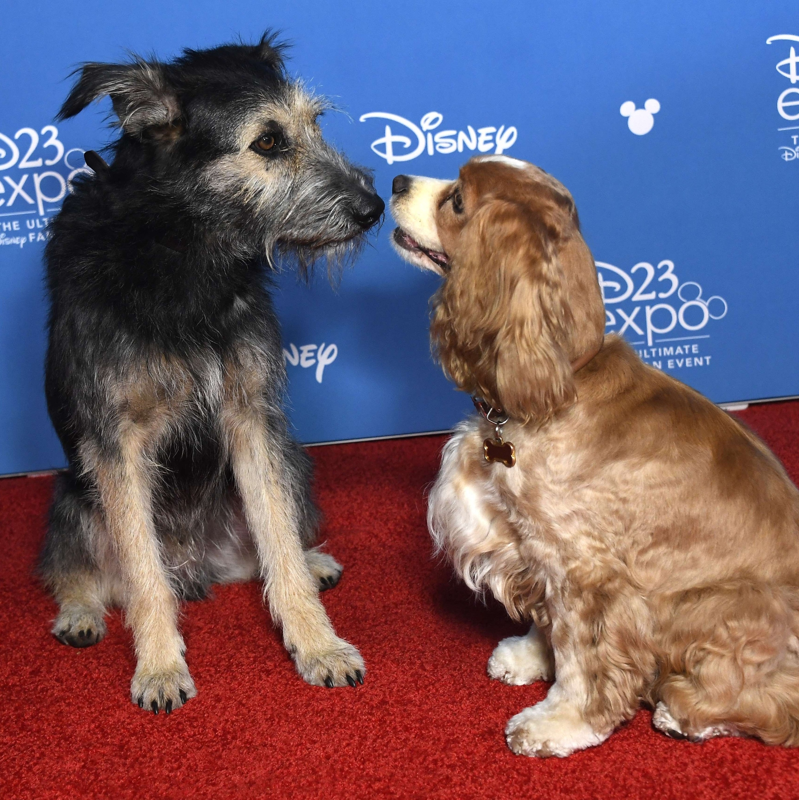 A Dama e o Vagabundo: Cão de nova live-action da Disney escapou da