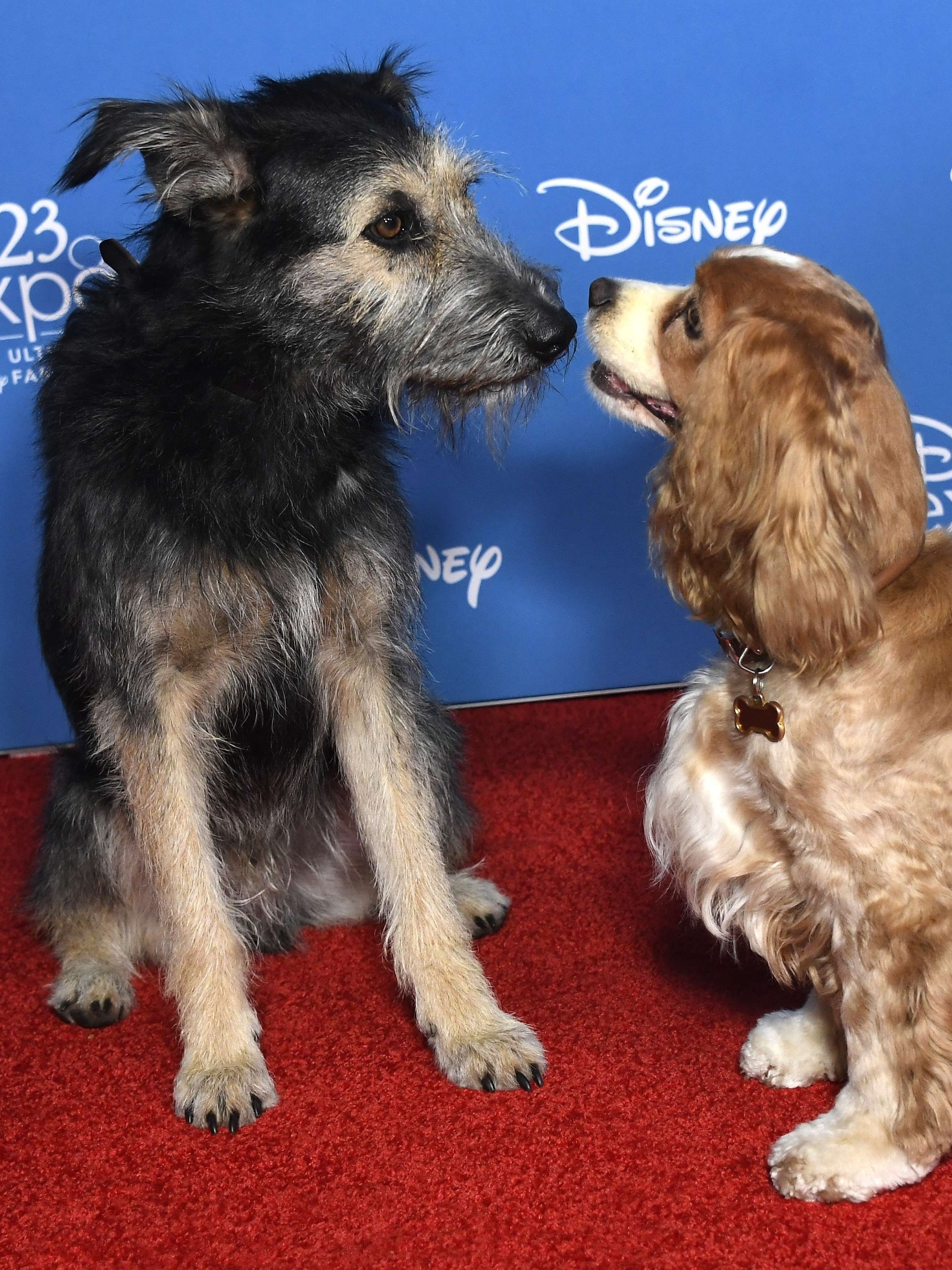 A Dama e o Vagabundo: Cão de nova live-action da Disney escapou da