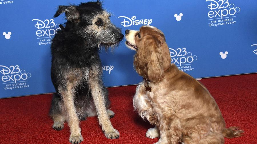 Monte, o cãozinho da nova live-action A Dama e o Vagabundo, saiu do abandono para virar astro de Hollywood - Frazer Harrison/Getty Images/AFP