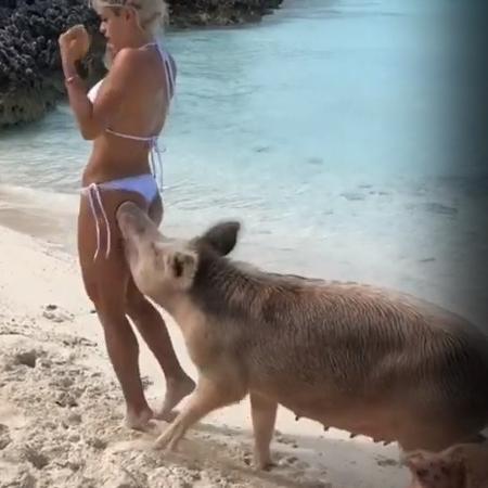 Michelle Lewin foi mordida por porca durante passeio  - Reprodução/Instagram 