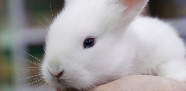 Feliz Páscoa mensagem: 44 frases alegres para compartilhar agora