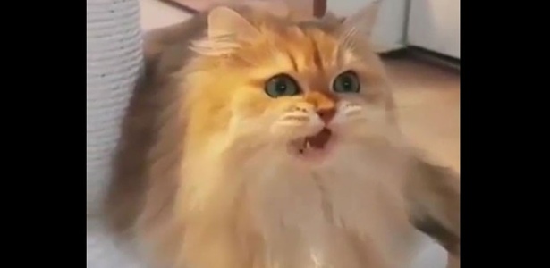 Para rir: 11 dublagens de animais que vão alegrar o seu dia - Listas - BOL