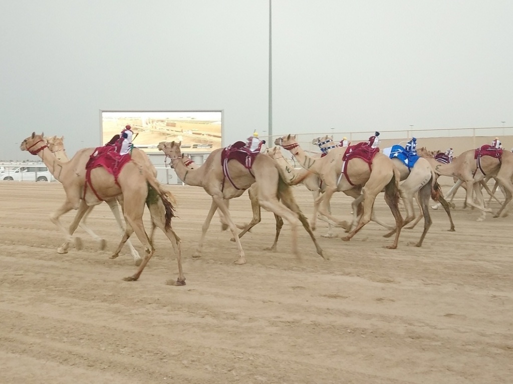 Atração no Qatar: Corrida de camelos movimenta milhões no país da próxima  Copa