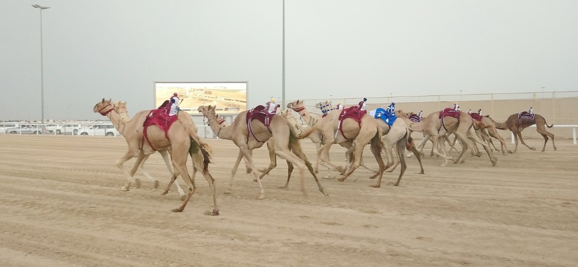 A velocidade de um camelo em plena forma pode chegar a 65 km/h - Natasha Bin/BOL