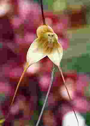 18 orquídeas que parecem mais do que flores - Listas - BOL