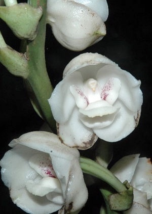 Reprodução/RVO's Orchid Talk Reprodução/RVO's Orchid Talk