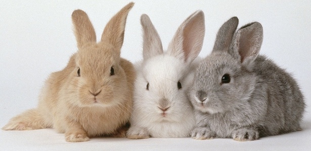 Resultado de imagem para coelhos