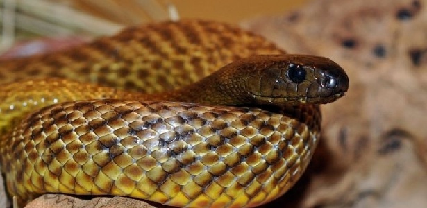 Serpente marinha venenosa é encontrada na Califórnia – como ela chegou lá?