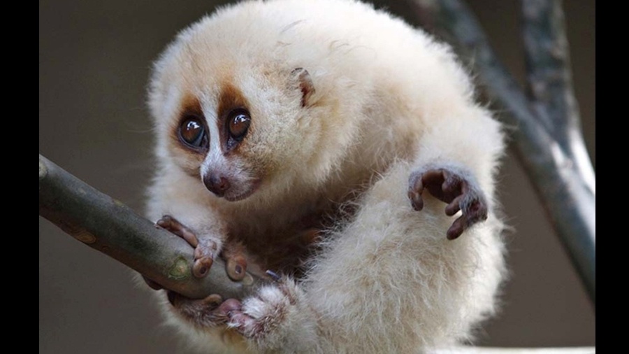 Lóris-lento é um dos poucos mamíferos venenosos do mundo Lóris-lento é um dos poucos mamíferos venenosos do mundo