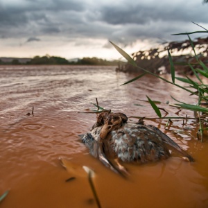 Espécies nativas morreram por conta da lama ao longo do rio Doce - Instituto Últimos Refúgios