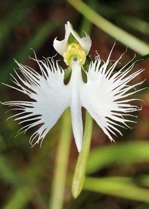 18 orquídeas que parecem mais do que flores - BOL Listas
