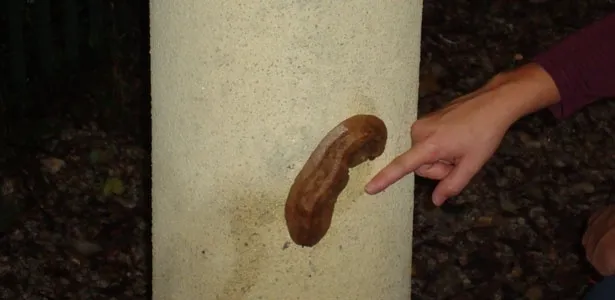 Laboratório Reprodução/Bosak