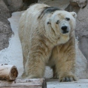Após a morte de seu companheiro no zoológico de Mendoza, o urso polar Arturo desenvolveu uma tristeza atípica  - Reprodução/Save Polar Bear Arthur