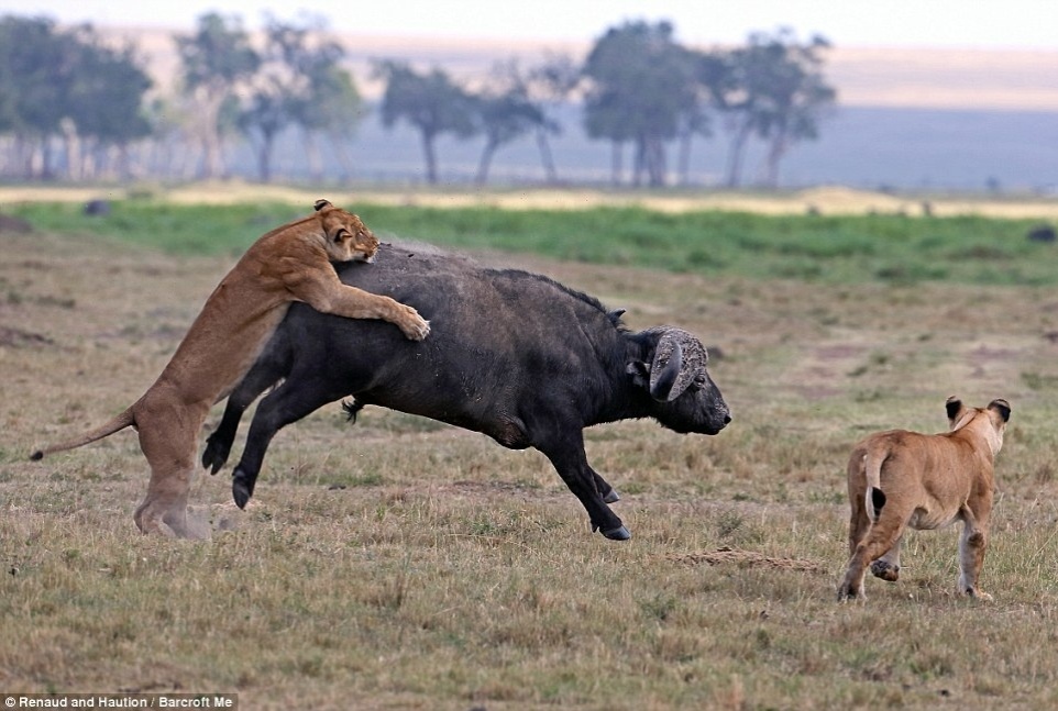 7.set.2014 - Três leoas tentaram colocar bife de búfalo no cardápio do dia. O solitário búfalo passeava no território dos leões na Reserva Nacional de Maasai Mara, no Quênia, quando foi atacado pelas leoas. Um dos felinos tentou agarrar o enorme bovídeo, mas foi surpreendido pelo coice do animal que disparou igual os touros das festas de peão do boiadeiro. Resultado, a leoa foi parar longe. Depois o búfalo conseguiu sair sem ser morto. As fotos foram feitas por Laurent Renaud e Dominique Haution, professores franceses. Eles disseram: "leões e búfalos estão sempre em conflito. Os búfalos nunca toleram a presença dos leões". - Rnaud and Haution / Barcroft Me