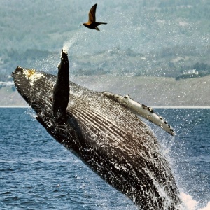 Salto de baleia jubarte  - Mario Nonaka/Caters News/Grosby Group