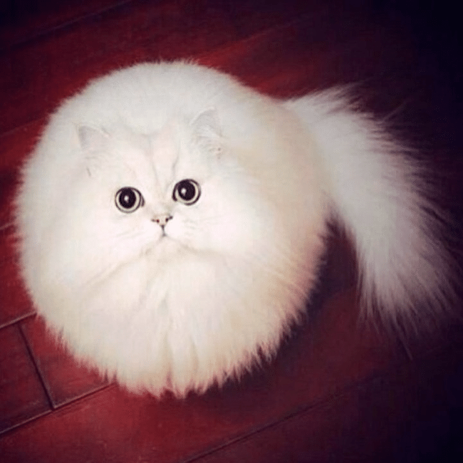 gatinho em forma de bola de pelos faz sucesso na web e vira meme
