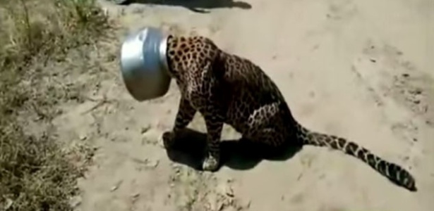 Reprodução/YouTube Reprodução/YouTube