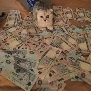 Coloque algum dinheiro no gatinho com Cats and Cash!